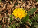 016 fiore Tarassaco.JPG